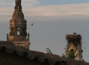 MEDINA DE RIOSECO - IMG_4922.JPG