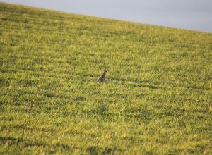 MONTEALEGRE DE CAMPOS - IMG_1007.JPG