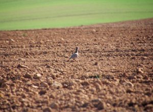 PALAZUELO DE VEDIJA - IMG_3180.JPG