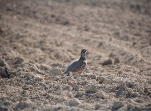 PALAZUELO DE VEDIJA - IMG_3185.JPG