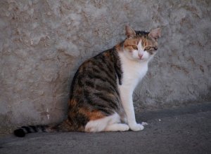 PALAZUELO DE VEDIJA - IMG_3254.JPG