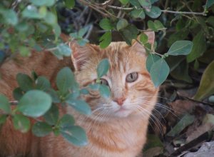 PALAZUELO DE VEDIJA - IMG_3259.JPG