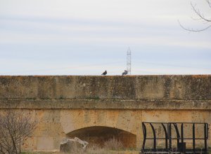 TAMARIZ DE CAMPOS - IMG_0060.JPG