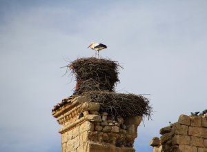 TAMARIZ DE CAMPOS - IMG_0149.JPG