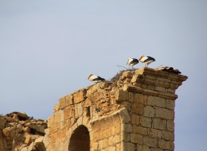 TAMARIZ DE CAMPOS - IMG_0150.JPG