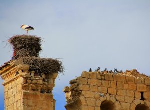 TAMARIZ DE CAMPOS - IMG_0151.JPG