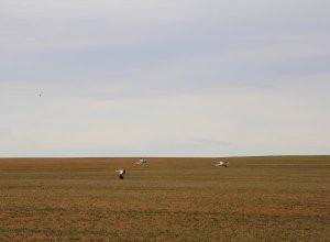 TAMARIZ DE CAMPOS - IMG_0176.JPG