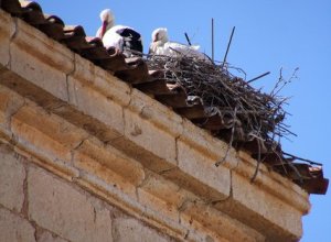 VILLABRAGIMA - IMG_3867.JPG