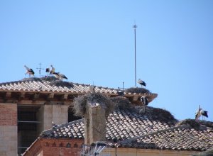 VILLABRAGIMA - IMG_3889.JPG