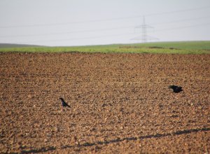 VILLAESPER - IMG_4456.JPG