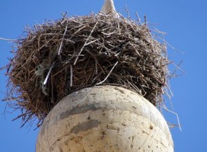 VILLAGARCIA DE CAMPOS - IMG_4032.JPG
