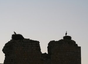 VILLAGARCIA DE CAMPOS - IMG_9658.JPG