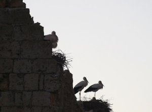 VILLAGARCIA DE CAMPOS - IMG_9661.JPG