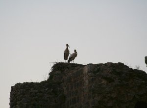 VILLAGARCIA DE CAMPOS - IMG_9666.JPG