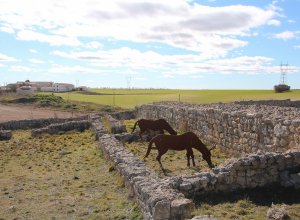 VILLALBA DE LOS ALCORES - IMG_1419.JPG