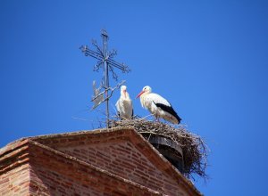 VILLAMURIEL DE CAMPOS - IMG_3336.JPG